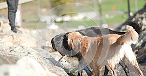 Cute labrador dogs in the outdoors