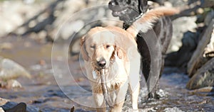 Cute labrador dogs in the outdoors