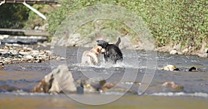 Cute labrador dogs in the outdoors