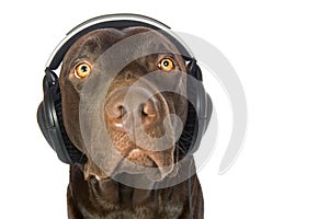 Cute Labrador with Headphones Lost in Music