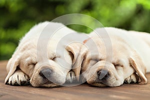 Cute labrador puppies sleeping on wooden deck - on green foliage background