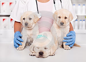 Cute labrador puppies at the veterinary doctor