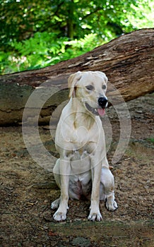 Cute labrador puppy