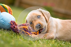 Cute Labrador puppy chewing toy