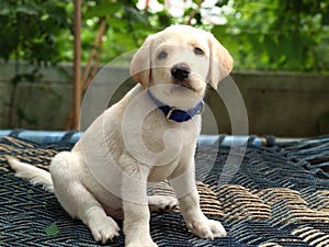 A CUTE LABRADOR PUPPY DOG