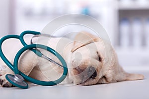 Cute labrador puppy dog asleep at the veterinary examination table tangled up in a stethoscope