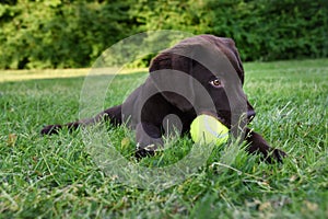 Cute labrador puppy dog lying down in grass with tennis ball in mouth