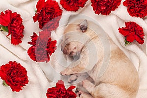 Cute labrador puppy dog sleeping among red flowers