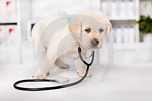Cute labrador puppy dog wearing a stethoscope