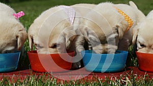 Cute labrador puppy dogs eating from their bowls outdoors