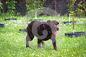 Cute labrador puppy in green grass. Man s best friend.