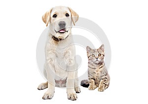 Cute labrador puppy and kitten scottish straight sitting together