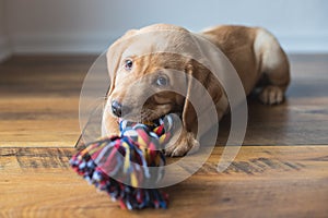 A cute labrador puppy lies on the floor at home and plays with a colorful rope toy. New family member. Animal care and