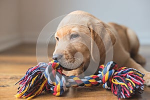 A cute labrador puppy lies on the floor at home and plays with a colorful rope toy. New family member. Animal care and