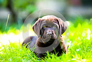 Cute labrador puppy lying in sun and grass