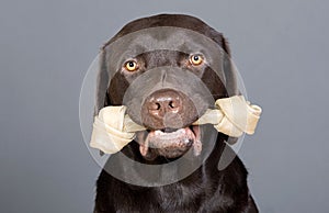 Cute Labrador Puppy with Rawhide Done in his Mouth photo