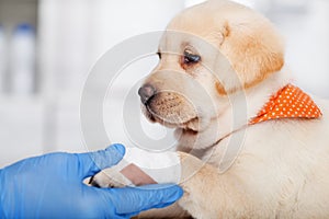 Carino parete sta riposando il suo bendato zampa veterinario medico mano 