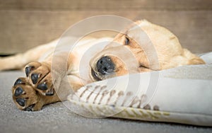 Cute Labrador puppy sleeping