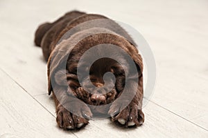 Cute Labrador puppy sleeping on floor. Friendly dog