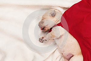 Cute labrador puppy superhero with red cape sleeping and searching for its mother