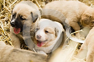 Cute labrador puppys