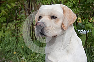 Cute labrador retriever close up. Pet animals.