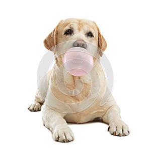 Cute Labrador Retriever dog blowing bubble gum on white background