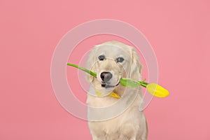 Cute Labrador Retriever dog holding tulip flower on pink background