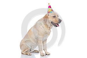 Cute labrador retriever dog panting and wearing a birthday hat