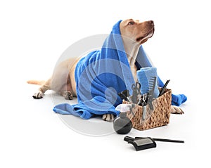 Cute Labrador Retriever dog and set for grooming on white background
