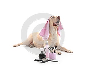 Cute Labrador Retriever dog and set for grooming on white background