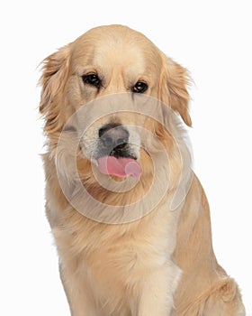 cute labrador retriever dog sticking out tongue and panting