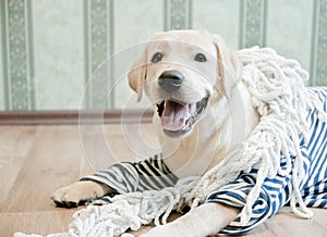 Cute Labrador retriever dog in a striped sailor`s jersey with a rope lying and smiling on a wooden floor