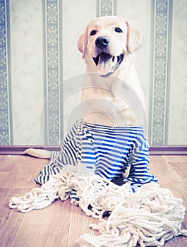 Cute Labrador retriever dog in a striped sailor`s jersey with a rope sitting and smiling on a wooden floor