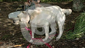 The cute Labrador retriever dog wiggling its body FS700 Odyssey 7Q 4K