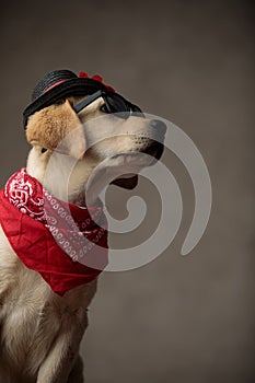 Cute labrador retriever looking to side on beige background