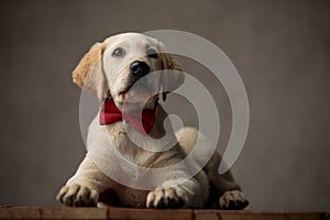 Cute labrador retriever looking up and wearing red bowtie