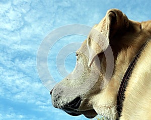 Cute labrador retriever old dog in sky landscape for instagram