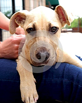 Cute Labrador Retriever Puppy