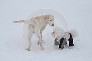 Cute labrador retriever puppy and bichon frise puppy in pet clothing are standing on a white snow in the winter park. Pet animals