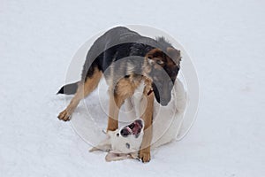 Cute labrador retriever puppy and german shepherd dog puppy are playing on a white snow in the winter park. Pet animals