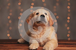 Cute labrador retriever puppy laying down and looking up