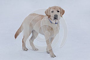 Cute labrador retriever puppy is looking at the camera. Four month old. Pet animals