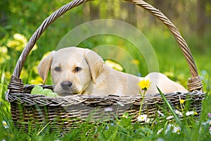 Cute labrador retriever puppy lying in a basket