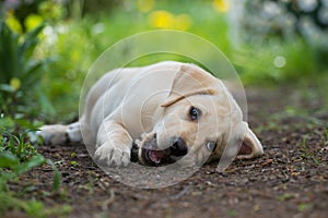 Cute labrador retriever puppy lying in a garden