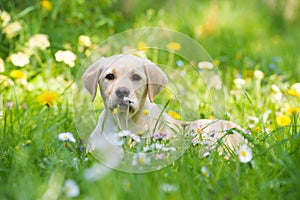 Cute labrador retriever puppy lying in a garden