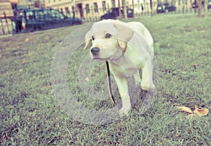 Cute labrador retriever puppy running on the green grass of a lawn