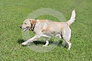 Cute labrador retriever puppy is running on a green grass in the summer park. Pet animals.