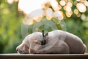 Cute labrador retriever puppy sleep in garden at sunset