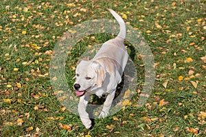 Cute labrador retriever puppy is walking in the autumn park. Pet animals. Two month old